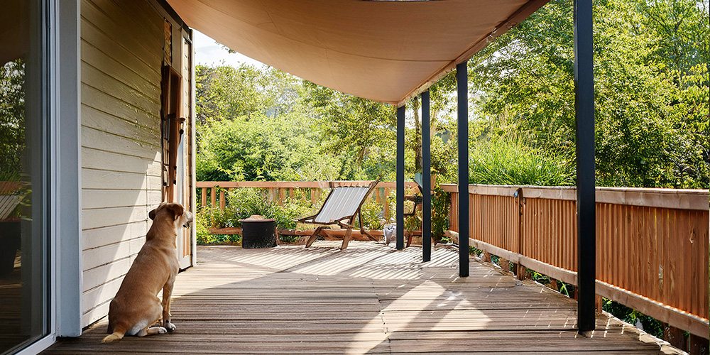 日陰でくつろぐ犬