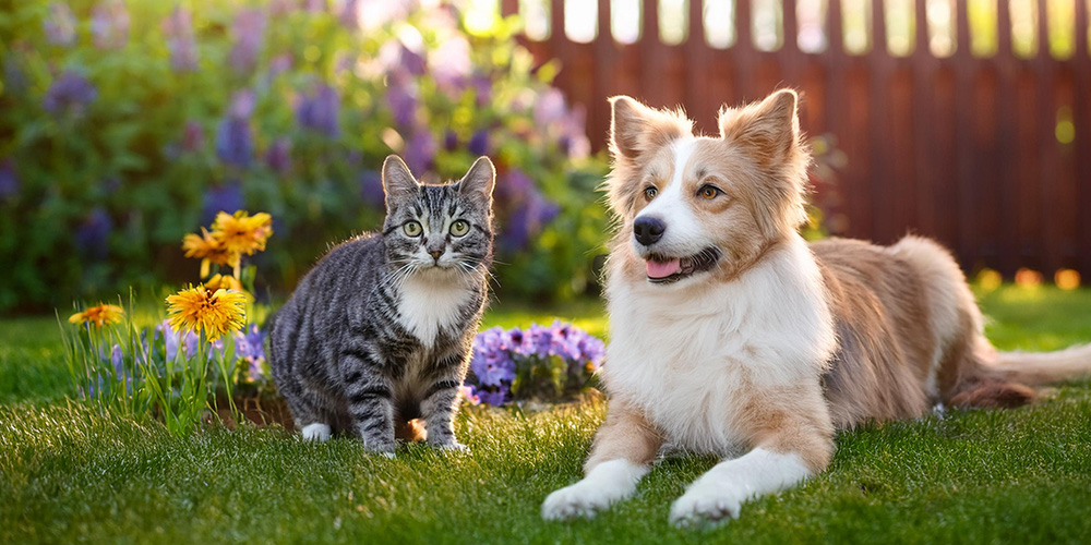 庭でくつろぐ犬と猫