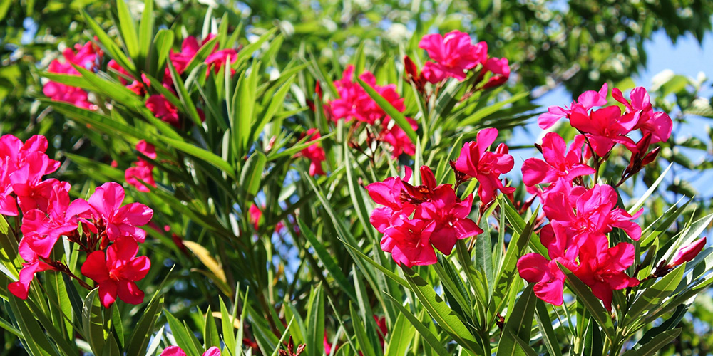 キョウチクトウ